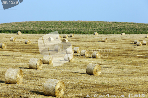 Image of haystacks in a field of straw  