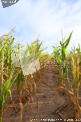 Image of Green immature corn 