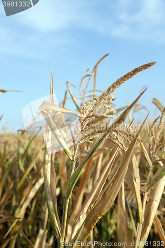 Image of Field with corn  