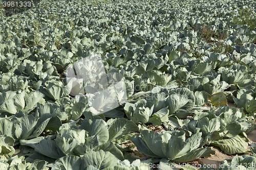 Image of Field with cabbage, summer  