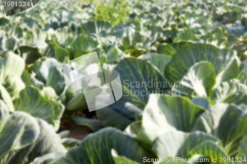 Image of Field with cabbage, summer 