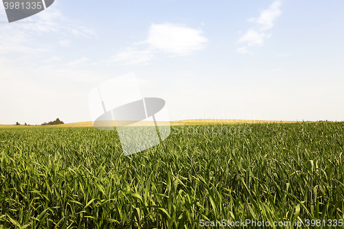 Image of immature green grass  