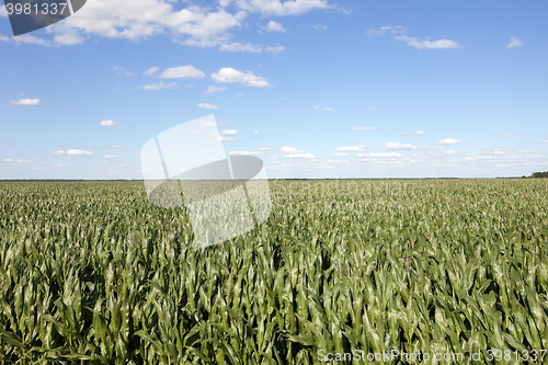 Image of corn field, agriculture  