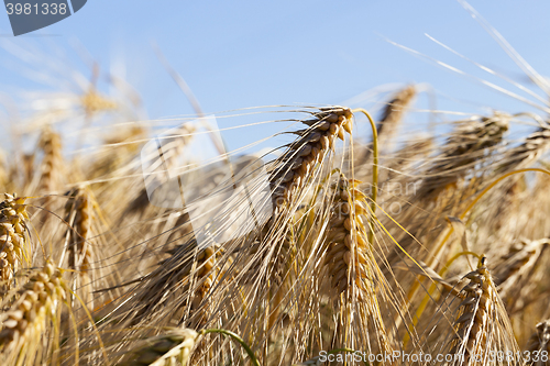 Image of ripe yellow cereals  