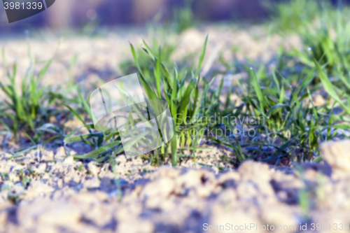 Image of green wheat, close-up  
