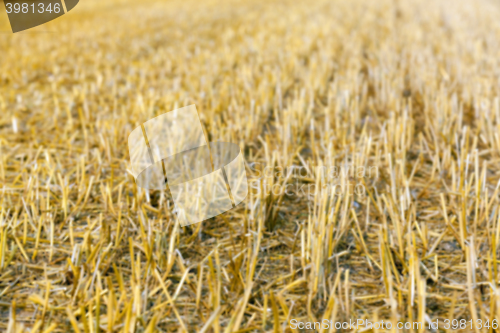 Image of stack of straw in the field  