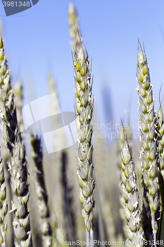 Image of unripe ears of wheat  