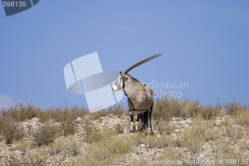 Image of Lone Gemsbok