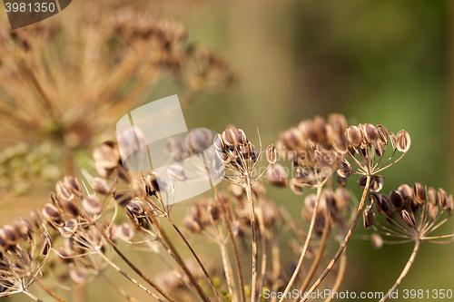 Image of mature dill close-up  