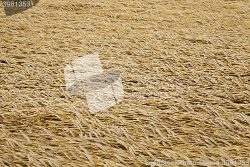 Image of destroyed by the storm wheat  