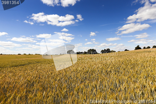 Image of farm field cereals  