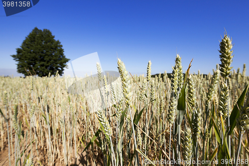 Image of wheat field, tree 