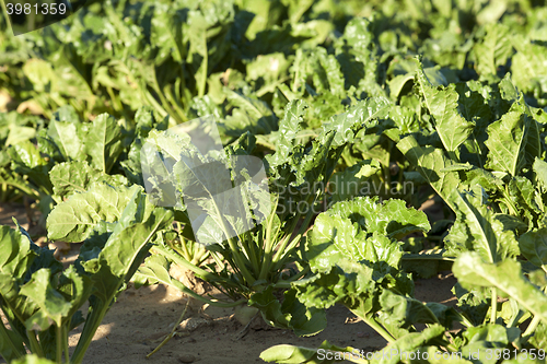 Image of beetroot in field  