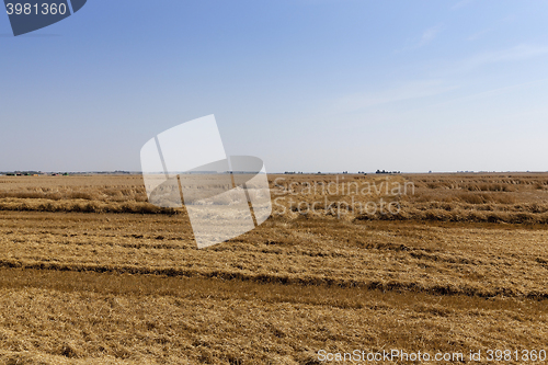 Image of agricultural field with cereal  