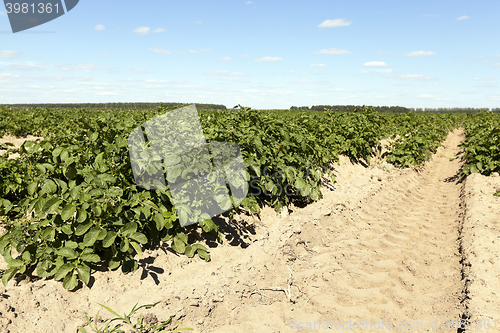 Image of Field with potato  