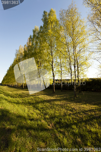 Image of trees in spring  