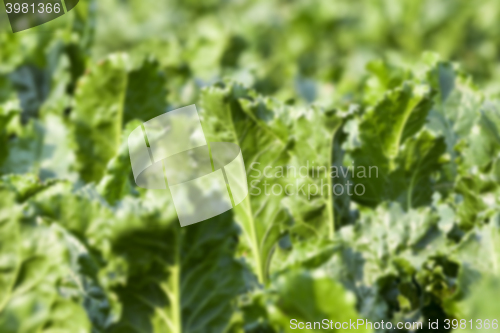 Image of beetroot in field  