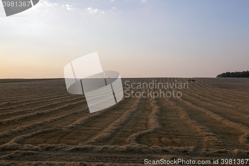 Image of harvesting wheat, cereals  