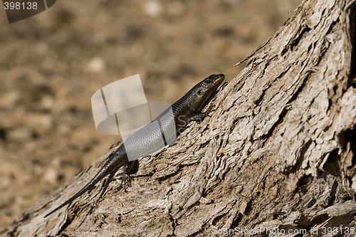 Image of Kalahari Lizard