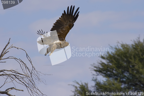 Image of Booted Eagle in Flight