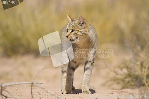 Image of African Wild Cat