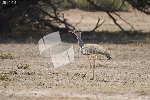 Image of Kori Bustard