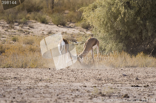 Image of Fighting Springbok