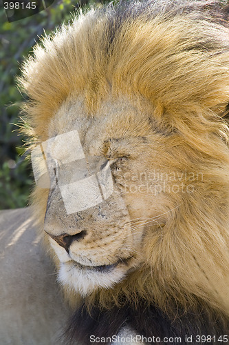 Image of Lion