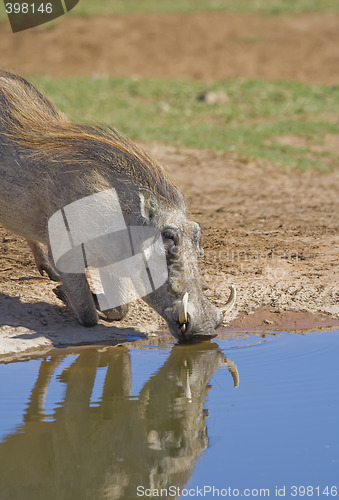 Image of Thirsty warthog