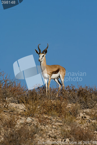 Image of Springbok