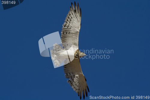 Image of Black Chested Snake Eagle