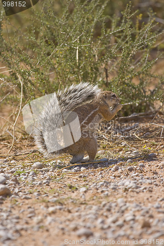 Image of Cape Ground Squirrel