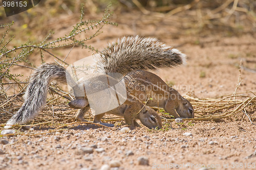 Image of Foraging ground squirrels