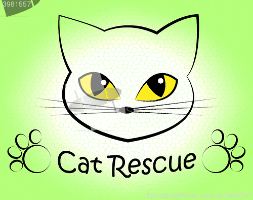 Image of Cat Rescue Means Pet Kitty And Saving