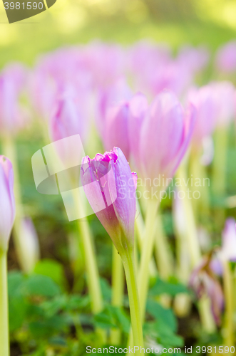 Image of Pink blossoming crocuses in the garden, close up