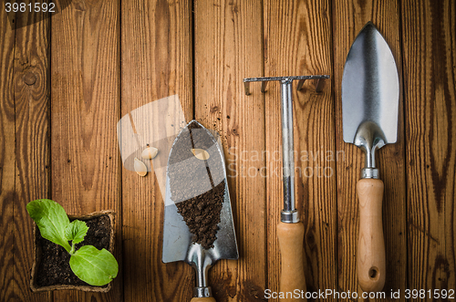 Image of Still-life with sprouts and the garden tool, the top view