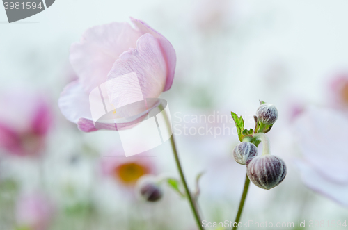 Image of Pale pink flower Japanese anemone