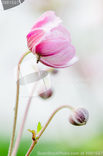 Image of Pale pink flower Japanese anemone, close-up