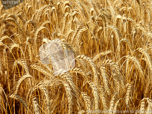 Image of field of wheat