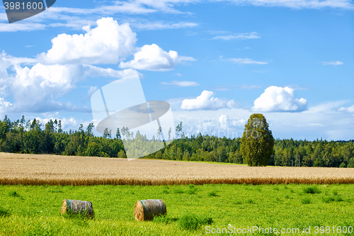 Image of beautiful summer landscape