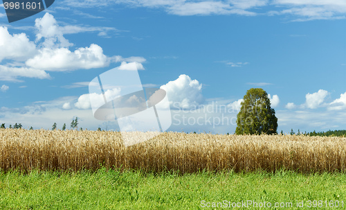 Image of beautiful summer landscape