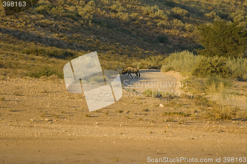 Image of Wildebeest scene