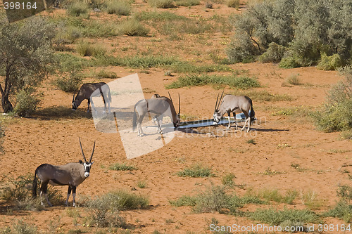 Image of Gemsbok Lunch Time