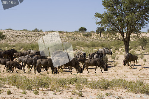 Image of Wildebeest Lunchtime