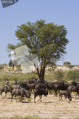 Image of Wildebeest Lunchtime