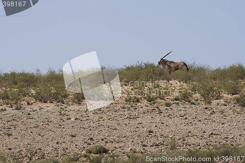 Image of Gemsbok Ridge