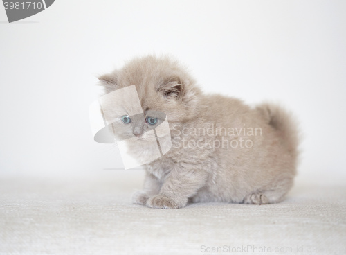 Image of small kitten on white sofa