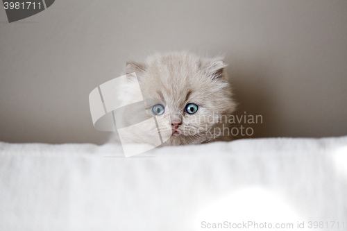 Image of portrait of british kitten