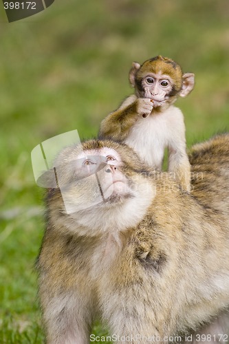 Image of Young barbary ape on mothers back