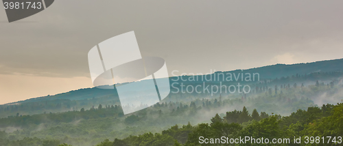 Image of Forested mountain slope in low lying cloud with the evergreen conifers